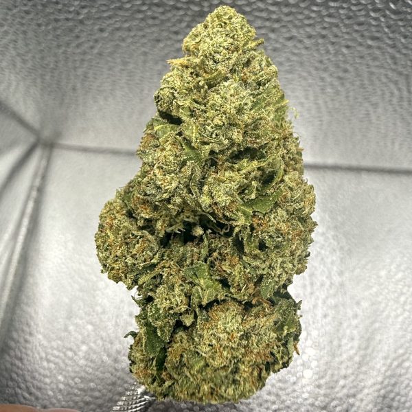 (TS) Gelato 41
